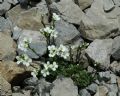 Arabis bellidifolia